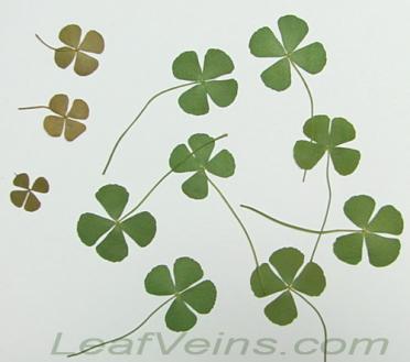 Four-leaf Clover & Lucky Charm