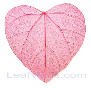 Heart-shaped Skeleton Leaves