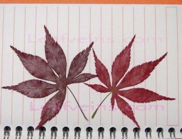 Dried Japanese Maple Leaf Color Vary