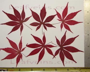 Dried Japanese Maple Leaf Size