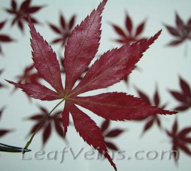 Dried Japanese Maple Leaf