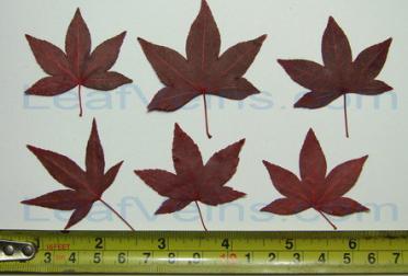 Five Lobed Red Maple Leaf Size