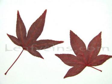 Five Lobed Red Maple Leaf