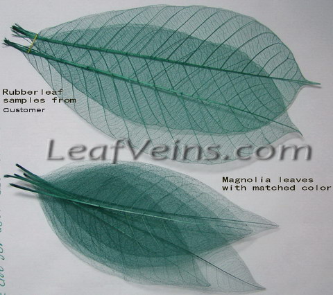 Magnolia Skeleton Leaves Color Match Test