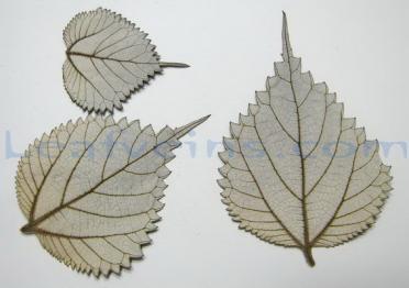 Boehmeria Nivean Dried Leaves