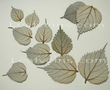 Boehmeria Nivean Leaf sizes