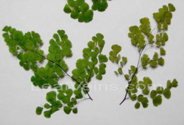 Maidenhair Fern Branches 3-4 inch Natural Green
