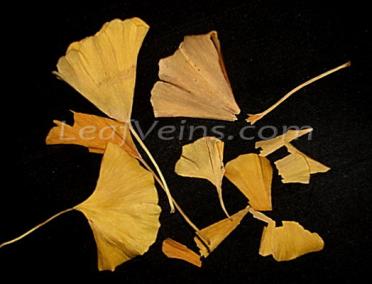 Compare_Natural Dried Ginkgo Leaves are Fragile