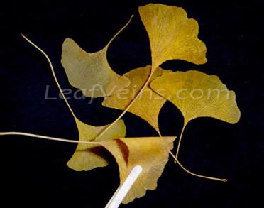 Compare_Softened Ginkgo Leaves Can Be Bent