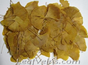 Dried Ginkgo Leaves Color Vary