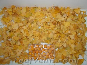 Ginkgo Leaves are Collected Locally