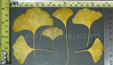 Regular Gingko Leaf Sizes
