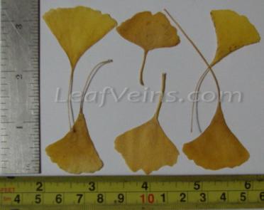 Small ginkgo leaf Sizes