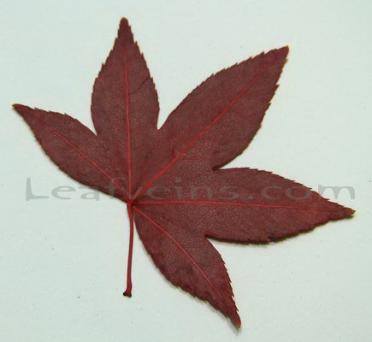 Five Lobed Red Maple