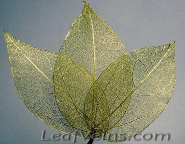 Ligustrum Skeleton Leaves in Metallic Gold color