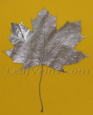 Silver Maple leaf