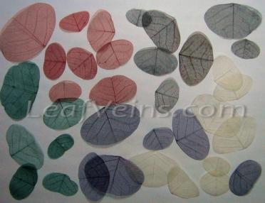 Butterfly Shaped Skeleton Leaves Dyed