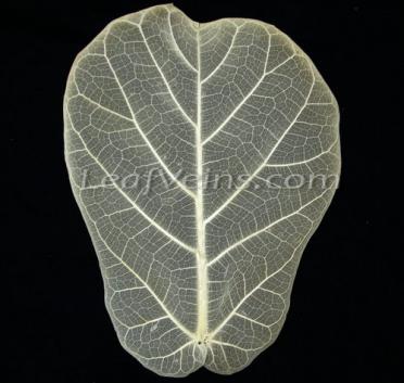 Cabbage Shaped Skeleton Leaf
