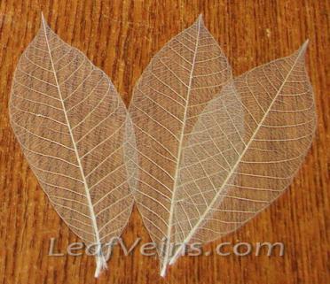 Rubber Tree Skeleton Leaves White Color